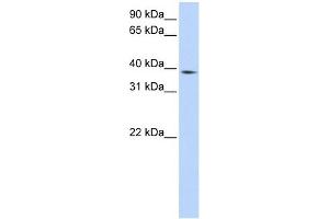 NCF4 antibody used at 1 ug/ml to detect target protein. (NCF4 Antikörper  (Middle Region))