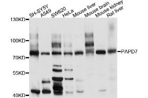 Western blot analysis of extracts of various cell lines, using PAPD7 antibody. (PAP Associated Domain Containing 7 (PAPD7) Antikörper)