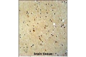 ZN antibody (N-term) (ABIN654806 and ABIN2844480) immunohistochemistry analysis in formalin fixed and paraffin embedded human brain tissue followed by peroxidase conjugation of the secondary antibody and DAB staining. (ZNF536 Antikörper  (N-Term))