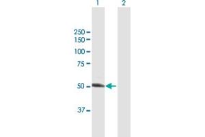 Western Blot analysis of UGP2 expression in transfected 293T cell line by UGP2 MaxPab polyclonal antibody. (UGP2 Antikörper  (AA 1-508))