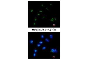 ICC/IF Image Immunofluorescence analysis of paraformaldehyde-fixed A549, using RASSF2, antibody at 1:200 dilution. (RASSF2 Antikörper  (Center))