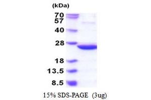 SDS-PAGE (SDS) image for IdnK Gluconokinase Homolog (IDNK) (AA 1-187) protein (His tag) (ABIN5853906) (IdnK Protein (AA 1-187) (His tag))