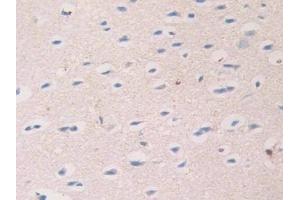 Immunohistochemistry (IHC) image for anti-Monoamine Oxidase A (MAOA) (AA 229-428) antibody (ABIN7438517)
