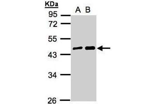 MAGEA11 anticorps  (N-Term)