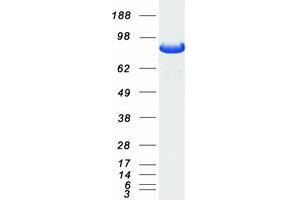 Western Blotting (WB) image for Gephyrin (GPHN) (Transcript Variant 1) protein (Myc-DYKDDDDK Tag) (ABIN2721820)