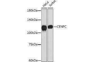 Western blot analysis of extracts of various cell lines, using CENPC Rabbit mAb (ABIN7266273) at 1:1000 dilution. (Centromere Protein C Pseudogene 1 (CENPCP1) Antikörper)