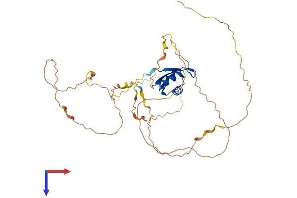 A2BP1 Protein (AA 1-396) (His tag)