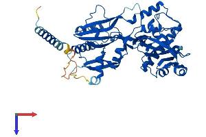 Fukutin Protein (FKTN) (AA 1-461) (His tag)