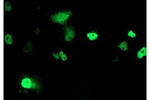Anti-PHF21B mouse monoclonal antibody (ABIN2454802) immunofluorescent staining of COS7 cells transiently transfected by pCMV6-ENTRY PHF21B (RC204284). (PHF21B Antikörper)