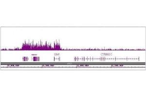 ChIP DNA-Sequencing (ChIP-seq) image for anti-Histone H4 (acLys16) antibody (ABIN2668880)