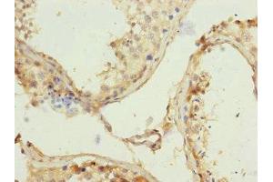 Immunohistochemistry of paraffin-embedded human testis tissue using ABIN7159199 at dilution of 1:100 (REC8 Antikörper  (AA 1-270))