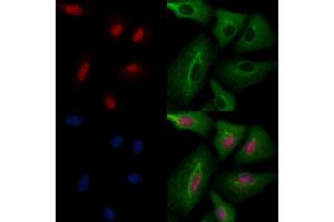 ABIN6258007 and ABIN6274267 staining  cells by IF/ICC. (CLK2 Antikörper  (N-Term))