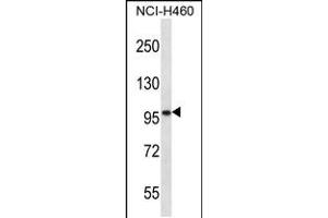 Western blot analysis in NCI-H460 cell line lysates (35ug/lane). (SLC6A17 Antikörper  (C-Term))