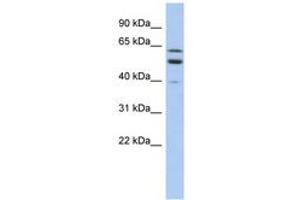 Image no. 1 for anti-Transmembrane and Coiled-Coil Domain Family 1 (TMCC1) (AA 431-480) antibody (ABIN6743328) (TMCC1 Antikörper  (AA 431-480))