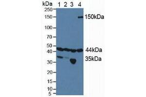 Figure. (HIF1AN Antikörper  (AA 31-349))