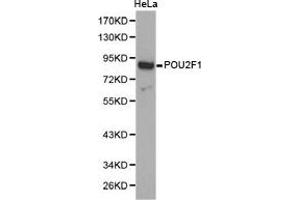 Western Blotting (WB) image for anti-POU Domain, Class 2, Transcription Factor 1 (POU2F1) antibody (ABIN1874196)