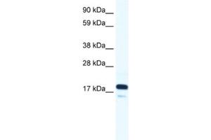 Western Blotting (WB) image for anti-RNA Polymerase II TBP-Associated Factor Subunit G (TAF9) antibody (ABIN2460983) (TAF9 Antikörper)