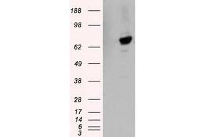 Image no. 3 for anti-Tubulin tyrosine Ligase-Like Family, Member 12 (TTLL12) antibody (ABIN1499035) (TTLL12 Antikörper)