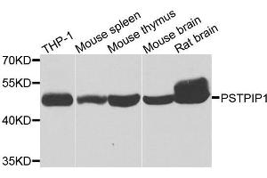 Western blot analysis of extracts of various cell lines, using PSTPIP1 antibody. (PSTPIP1 Antikörper  (AA 157-416))