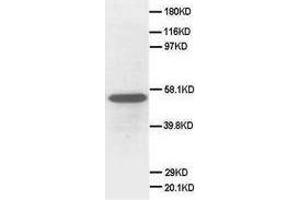 Image no. 2 for anti-Secretogranin III (SCG3) (C-Term) antibody (ABIN1492927) (SCG3 Antikörper  (C-Term))