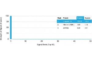 Analysis of Protein Array containing more than 19,000 full-length human proteins using Uroplakin 1A Mouse Monoclonal Antibody (UPK1A/2921) Z- and S- Score: The Z-score represents the strength of a signal that a monoclonal antibody (MAb) (in combination with a fluorescently-tagged anti-IgG secondary antibody) produces when binding to a particular protein on the HuProtTM array. (UPK1A Antikörper  (AA 114-173))