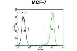 BCL10 Antibody (N-term) flow cytometric analysis of MCF-7 cells (right histogram) compared to a negative control cell (left histogram). (BCL10 Antikörper  (N-Term))