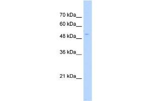 WB Suggested Anti-POLS Antibody Titration:  0. (PAP Associated Domain Containing 7 (PAPD7) (N-Term) Antikörper)