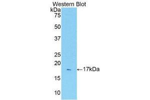 Western Blotting (WB) image for anti-Interleukin 1 Receptor, Type I (IL1R1) (AA 226-352) antibody (ABIN1859390) (IL1R1 Antikörper  (AA 226-352))
