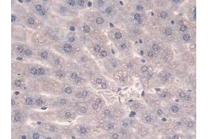 DAB staining on IHC-P; Samples: Mouse Liver Tissue (SULF2 Antikörper  (AA 337-654))