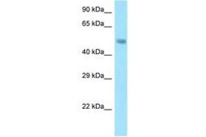 Image no. 1 for anti-Sorting Nexin 5 (SNX5) (AA 31-80) antibody (ABIN6748214) (SNX5 Antikörper  (AA 31-80))