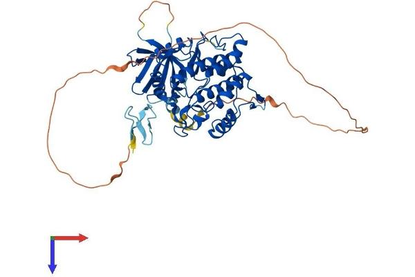 VRK3 Protein (AA 1-474) (His tag)