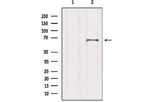 Western blot analysis of extracts from COS-7, using Syndecan-3 Antibody.