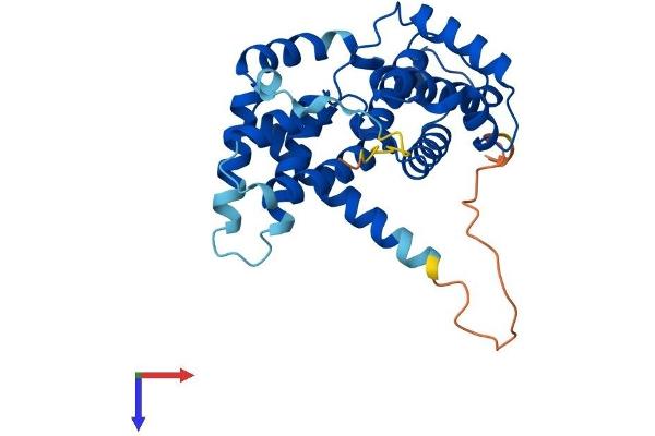 Cyclin D1 Protein (CCND1) (AA 1-295) (His tag)