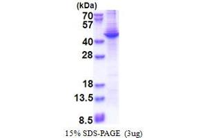 SDS-PAGE (SDS) image for Apolipoprotein A-V (APOA5) (AA 24-366) protein (His tag) (ABIN5853437) (APOA5 Protein (AA 24-366) (His tag))