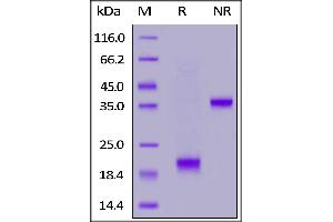 Biotinylated Mouse CD3E&CD3G Heterodimer Protein, His,Avitag&Flag Tag on  under reducing (R) and ing (NR) conditions.