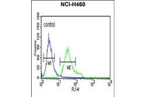 DGCR8 Antibody (Center) (ABIN652880 and ABIN2842569) flow cytometric analysis of NCI- cells (right histogram) compared to a negative control cell (left histogram). (DGCR8 Antikörper  (AA 439-466))