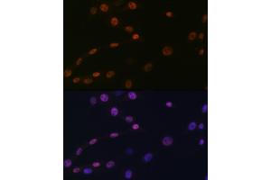 Immunofluorescence analysis of NIH-3T3 cells using K/H Rabbit mAb (ABIN7267702) at dilution of 1:100 (40x lens). (HAT1 Antikörper)