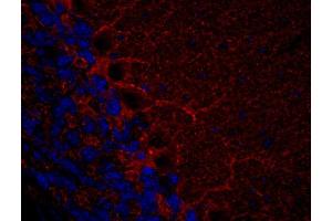 Indirect immunohistochemistry of a PFA fixed mouse cerebellum section (dilution 1 : 500). (GAD65 Antikörper  (AA 3-96))