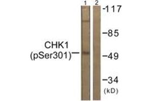 Western blot analysis of extracts from 293 cells, using Chk1 (Phospho-Ser301) Antibody.