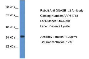 Western Blotting (WB) image for anti-Deoxyribonuclease I-Like 3 (DNASE1L3) (C-Term) antibody (ABIN2788880) (DNASE1L3 Antikörper  (C-Term))