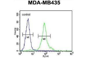 CCDC81 Antibody (Center) flow cytometric analysis of MDA-MB435 cells (right histogram) compared to a negative control cell (left histogram). (CCDC81 Antikörper  (Middle Region))