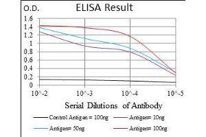 Black line: Control Antigen (100 ng), Purple line: Antigen(10 ng), Blue line: Antigen (50 ng), Red line: Antigen (100 ng), (ZFP42 Antikörper  (AA 249-310))