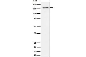Western blot analysis of TMF expression in HeLa cell lysate.