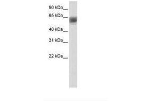 Image no. 1 for anti-AT Rich Interactive Domain 3B (BRIGHT-Like) (ARID3B) (AA 131-180) antibody (ABIN202766) (ARID3B Antikörper  (AA 131-180))