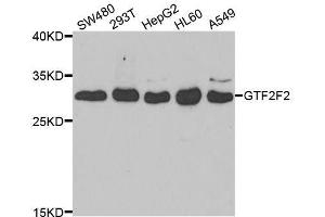 Western blot analysis of extracts of various cell lines, using GTF2F2 antibody. (GTF2F2 Antikörper  (AA 1-249))