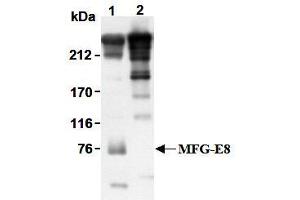 Western Blotting (WB) image for anti-Milk Fat Globule-EGF Factor 8 Protein (MFGE8) antibody (ABIN1449192) (MFGE8 Antikörper)