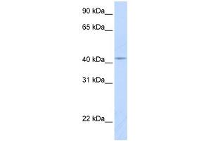 WB Suggested Anti-COX10 Antibody Titration:  0. (COX10 Antikörper  (Middle Region))