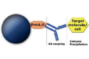 Image no. 1 for MagSi-protein A 600 beads (ABIN1721077)