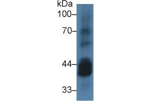 Western Blot; Sample: Mouse Testis lysate; Primary Ab: 3µg/ml Rabbit Anti-Human CSNK1a1 Antibody Second Ab: 0.
