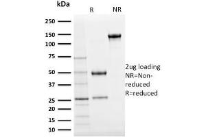 SDS-PAGE Analysis Purified Ubiquitin Mouse Monoclonal Antibody (UBB/2122).